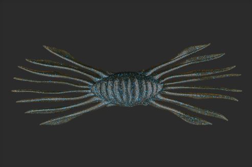 DRIFT CRAB / ドリフトクラブ