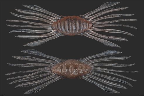 DRIFT CRAB / ドリフトクラブ
