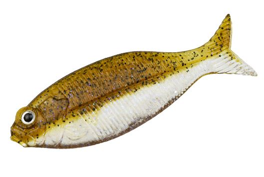 GILLUULA/ギルーラ 2.5インチ