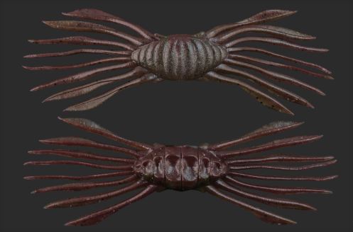 DRIFT CRAB / ドリフトクラブ