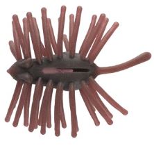 CTハリネズミECO